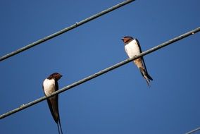 swallows sit on wires on a sunny day