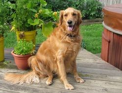amiable Golden Retriever