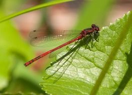 red dragonfly on the leaf close-up on blurred background