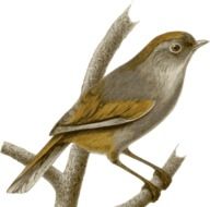 drawing of a sitting sparrow