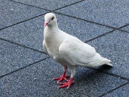 white dove on the pavement close up