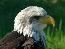 Bird Of Prey Bald Eagle