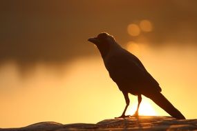 fascinating Crow bird