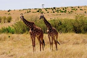 couple of giraffe in Tanzania