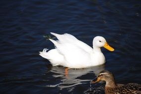 White waterfowl