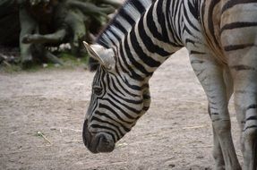 zebra close up