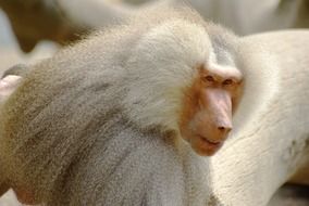White baboon primate