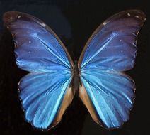 exotic butterfly with blue wings in South America