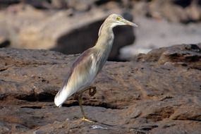 pond heron in Ondia