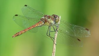 dragonfly on a green background close-up