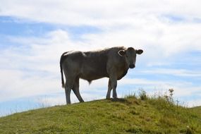 Bullock on the meadow
