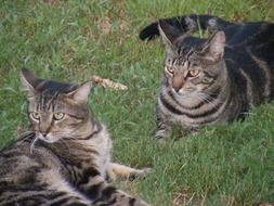 two gray striped domestic cats are resting on the grass