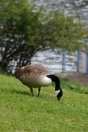 eating canada goose