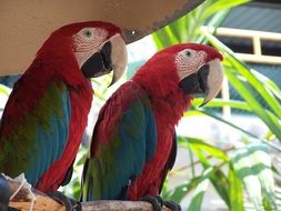 two big colorful Parrots