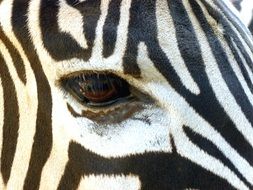 brown zebra eye