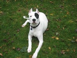 purebred puppy with pedigree