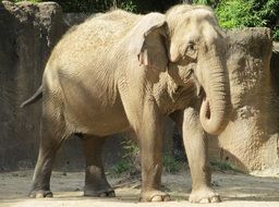 eating elephant in the zoo
