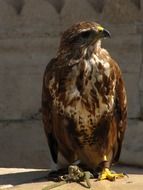 falcon on a leash