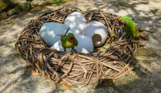 Nest of parrots in the wild