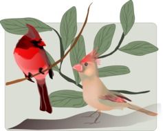 drawing two oscine birds on a branch