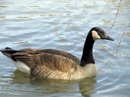 Canadian Goose Swimming