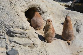 three meerkats near a hole in the reserve