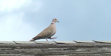 picture of the dove