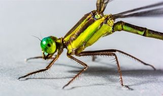 closeup of a yellow green dragonfly