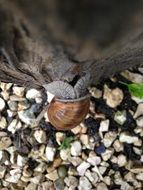 unique Snail Animal