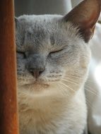 grey cat face with Closed eyes