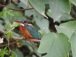 kingfisher on a branch of a green bush