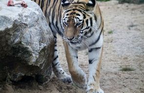 Tiger near the rock