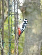 spotted woodpecker in wildlife
