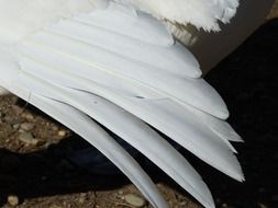 plumage of a white swan