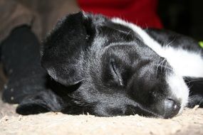 sleeping puppy head closeup