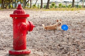 Dog near the fire hydrant in the park