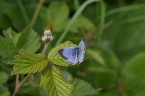 Blue Butterfly on a green leaf