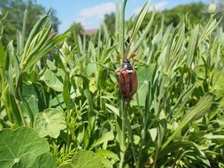 beetle among green grass on a sunny day, maikafer