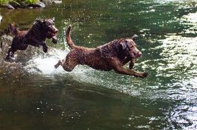 Dogs play by Water