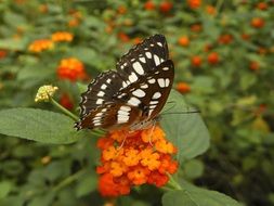 butterfly with black and white wings on a flower