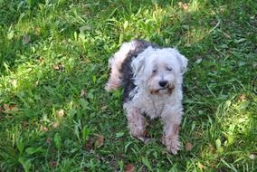 dog on the lawn in summer