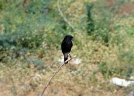Motley Bird Bush