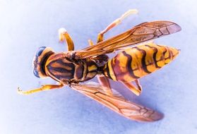 closeup of a striped wasp