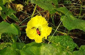 orange blister beetle on a flower