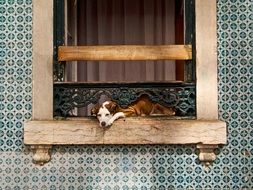 Dog looking from a window