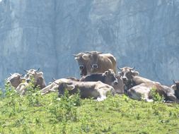 dairy cows lie on a green hill