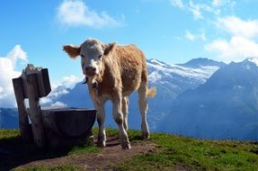 Calf at scenic mountain landscape, Switzerland