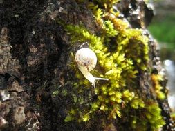 Snail on Foam close-up portrait