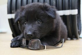 Black Belgian Shepherd