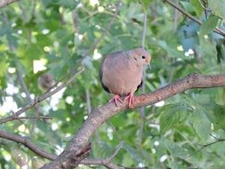 mourning dove or crying dove